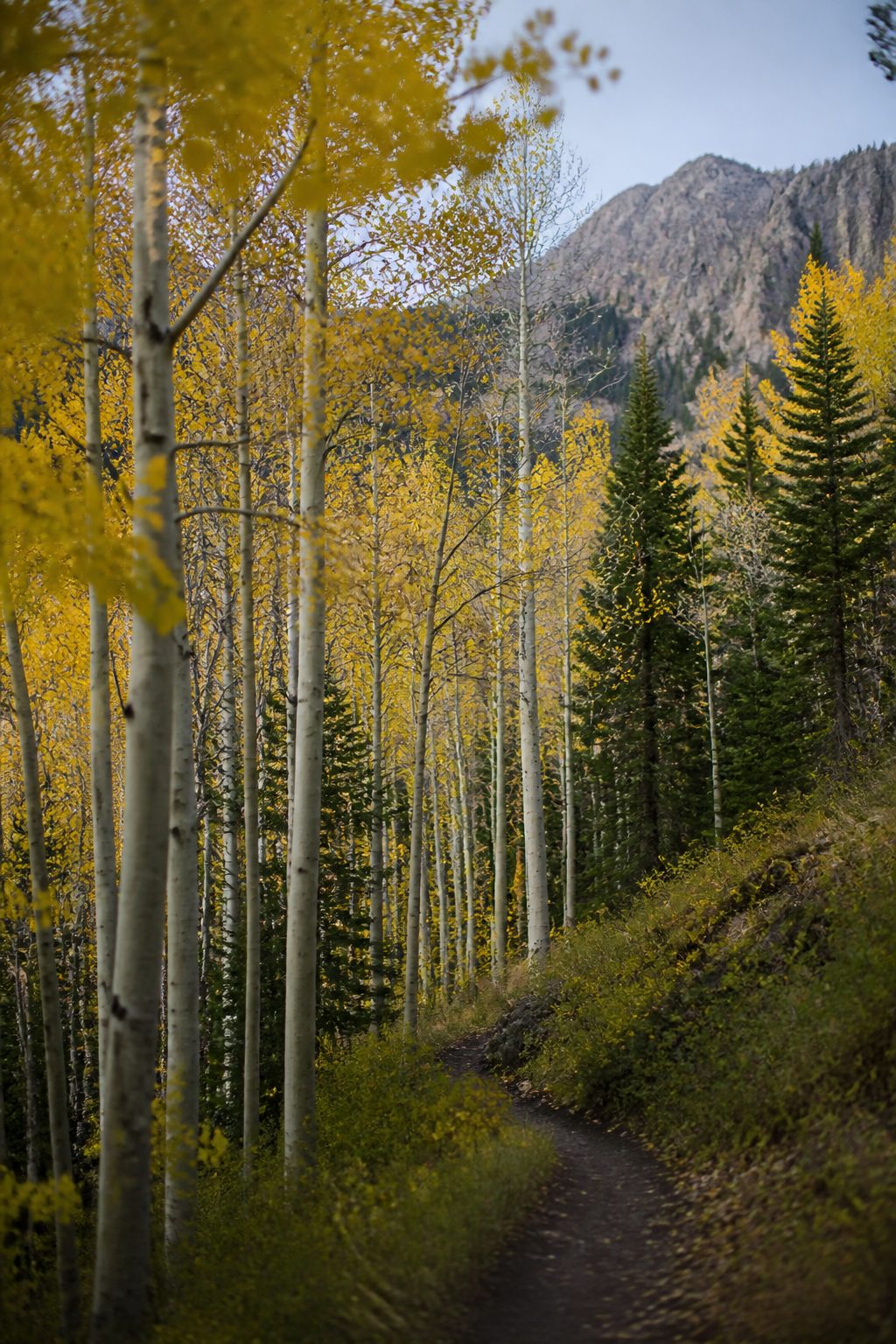 A narrow footpath climbing through a stand of tall aspens with pale trunks and yellow autumn leaves, conifers and a rocky ridge above